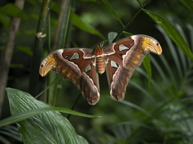 MOTÝLI: Umění přežít/botanicka.cz