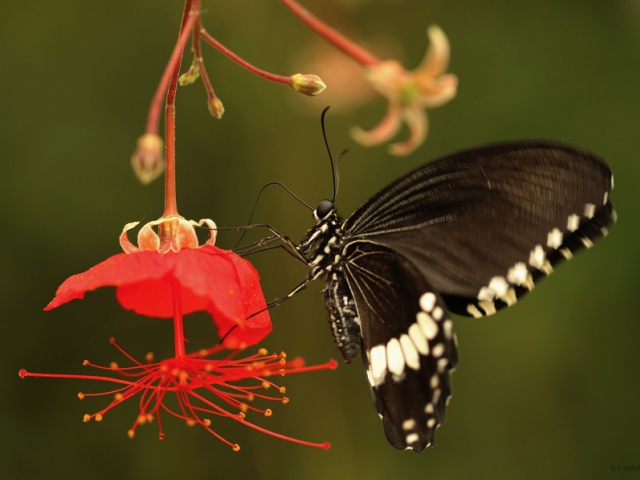 Letošní výstava motýlů v tropickém skleníku Fata Morgana přilákala přes sedmdesát tisíc lidí, foto Václava Felixová