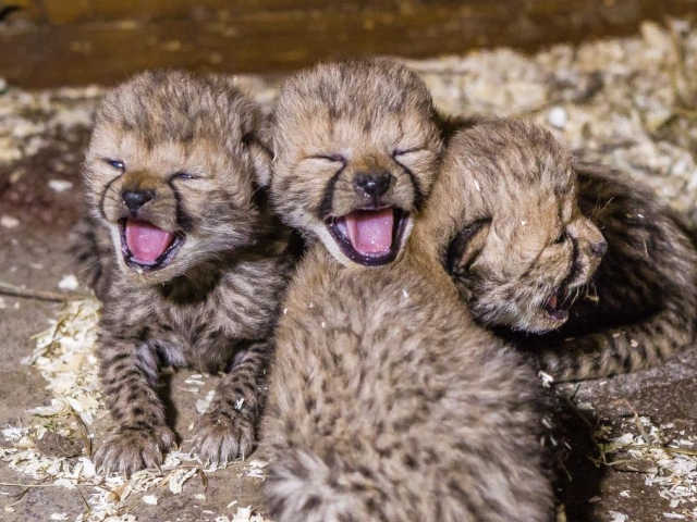 Čtyřčata gepardů se narodila letos 21. listopadu. Foto: Petr Hamerník, Zoo Praha 