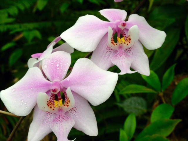 Ve skleníku Fata Morgana vás okouzlí výstava orchidejí, foto Botanická zahrada Praha