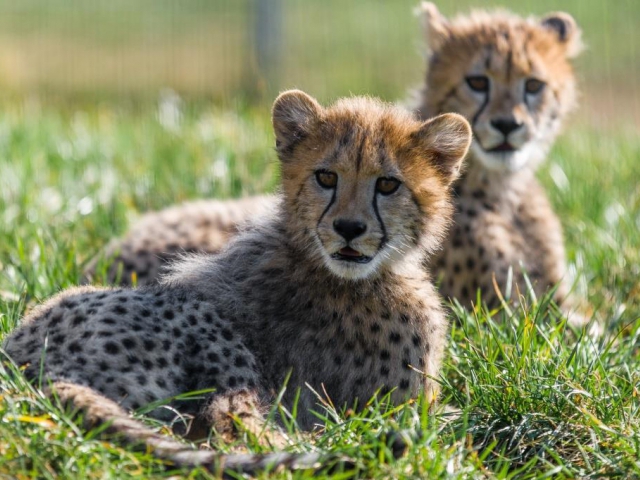 Jedním z největších lákadel pro letošní sezónu budou gepardí mláďata. Foto Petr Hamerník, Zoo Praha 