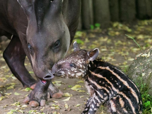 Sameček tapíra jihoamerického se narodil přímo ve venkovní expozici. Foto: Petr Hamerník, Zoo Praha