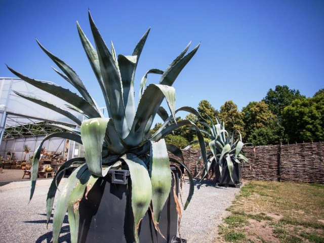 Několikatunové 45 let staré agáve patřící k největším v ČR najdete v botanické zahradě v Troji, foto Botanická zahrada Praha