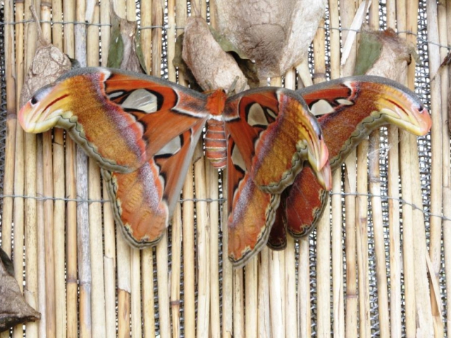 Odchov motýla Attacus atlas, foto Botanická zahrada Praha