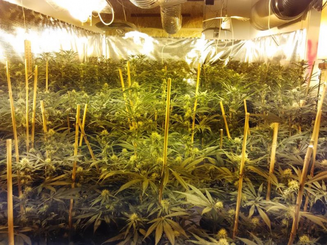 Celní protidrogová jednotka odhalila mezinárodní obchodníky s marihuanou, foto Celní správa ČR