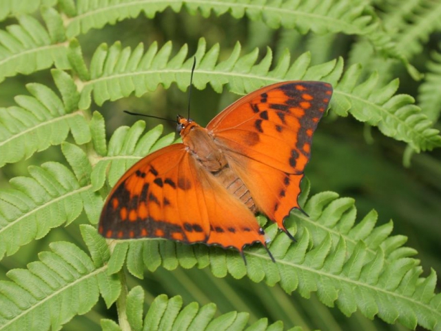 Pestrobarevní tropičtí motýli budou opět poletovat skleníkem Fata Morgana. Foto Botanická zahrada Praha