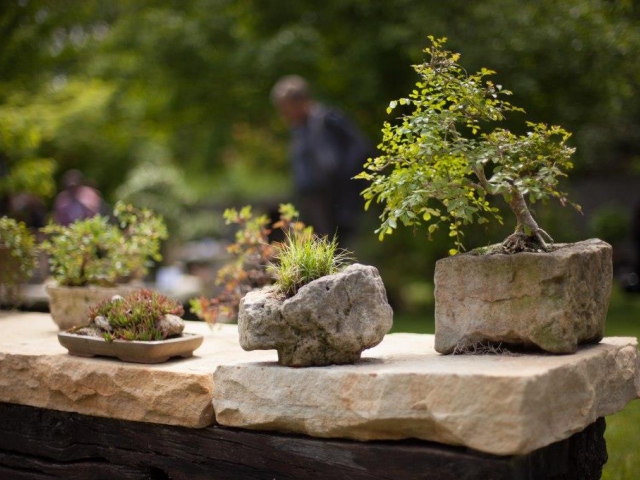 Trojská botanická zahrada připravuje výstavu bonsají. Foto Botanická zahrada Praha