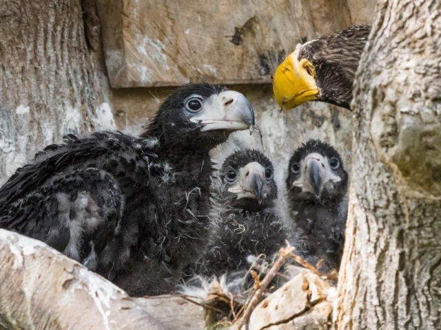 Vzácná trojčata orlů východních mohou návštěvníci vidět ve voliéře ve spodní části zoo. Foto: Petr Hamerník, Zoo Praha