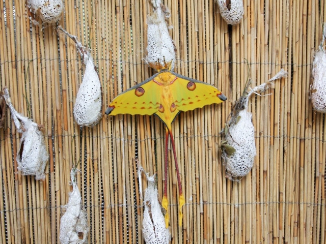 Nový motýlí krasavec čeká na váš obdiv, foto Botanická zahrada Praha Troja