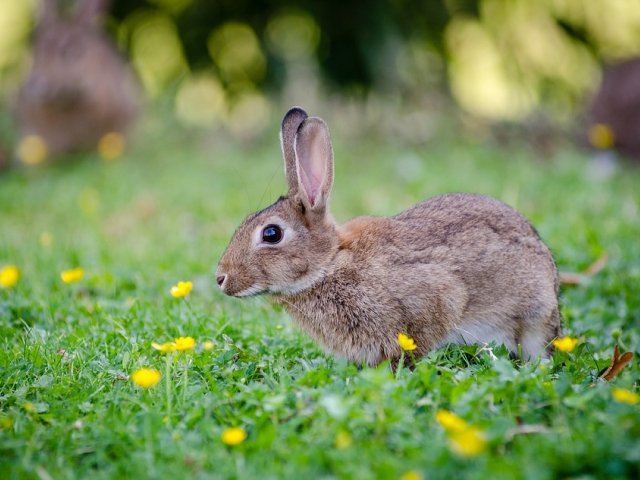 Vědci z Veterinární a farmaceutické univerzity Brno potvrdili výskyt nového viru moru králíků, foto pixabay.com