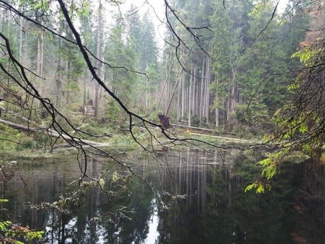 Boubínský prales je opět zčásti přístupný veřejnosti, foto: Národní park Šumava