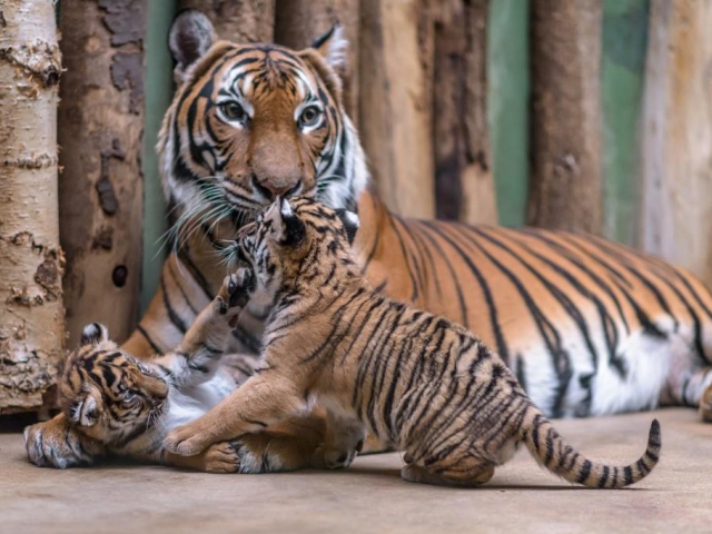 Roztomilá dvojčata tygrů malajských dostala jména, foto: Petr Hamerník, Zoo Praha. 