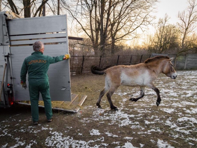 Do Zoo Praha dnes ráno přicestovaly dvě klisny koně Převalského z Finska. Foto: Petr Hamerník, Zoo Praha 