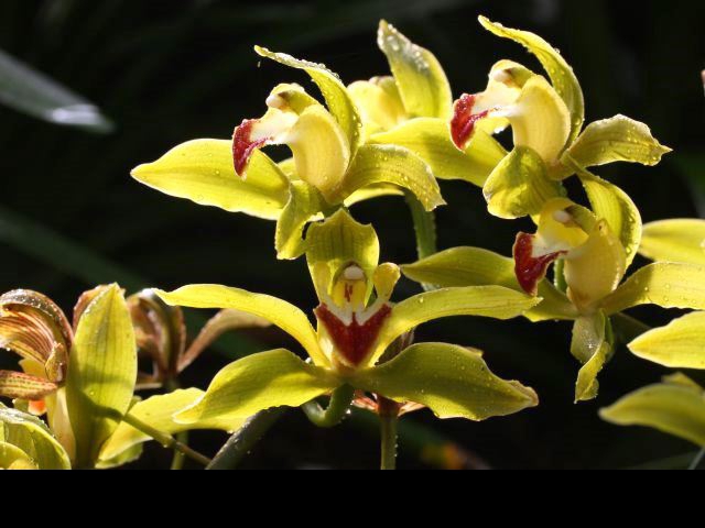 Podivuhodné orchideje vás zavedou do Asie, foto: Botanická zahrada Praha.