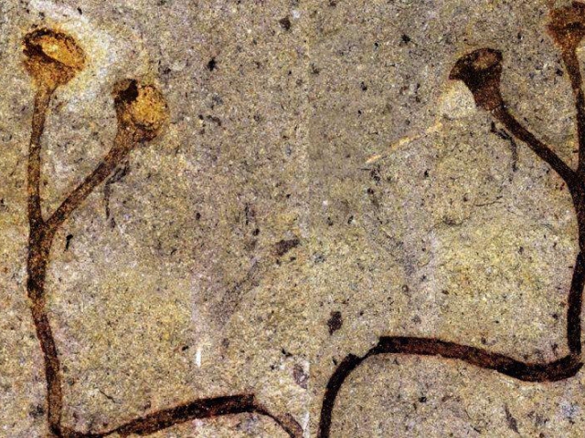 Česko má nejstarší rostlinnou makrofosílii světa, foto: Národní muzeum