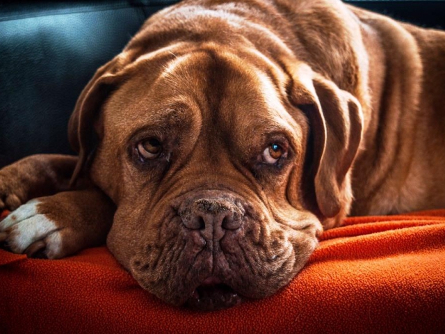 Milovníci a chovatelé psů budou mít svůj svátek, foto: mike59, pixabay.com