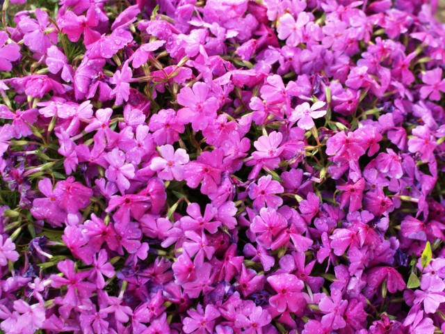 Objevte kouzlo květin v krásném prostředí města Kroměříže 