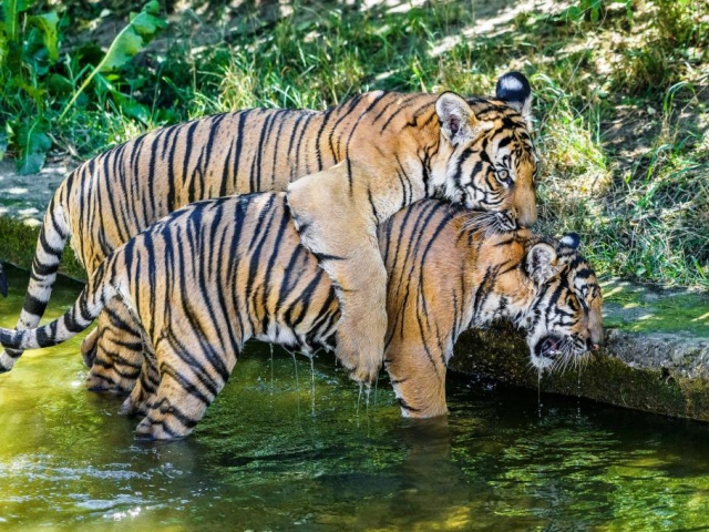 Ani vysoké letní teploty nebrání dvojčatům tygra malajského Bulanovi s Wanitou v jejich venkovních hrátkách. Foto: Petr Hamerník, Zoo Praha
