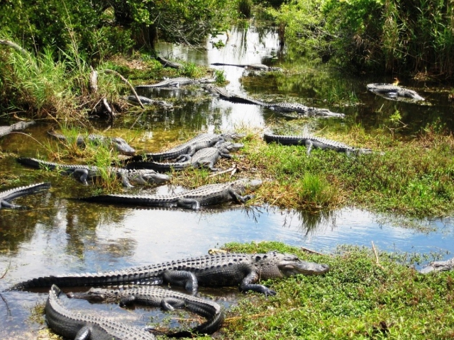 Miami je rájem cestovatelů, foto: Národní park Everglades, Florida