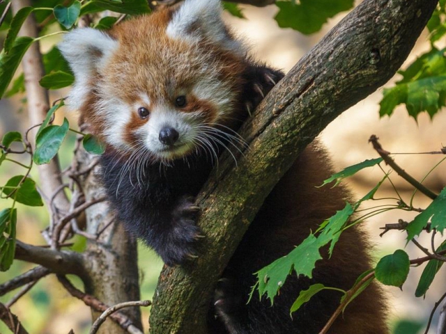 Vzácný přírůstek, mládě pandy červené, foto: Lenka Pastorčáková, Zoo Praha