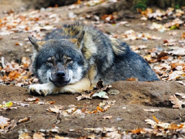 K nejodolnějším zvířatům pražské zoo patří vlci eurasijští. Foto: Petr Hamerník, Zoo Praha.