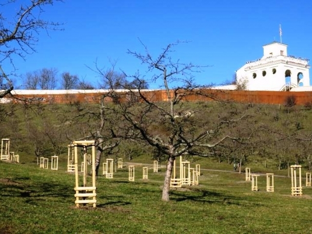 V Seminářské zahradě pokvetou nově vysazené třešně, foto: MHMP