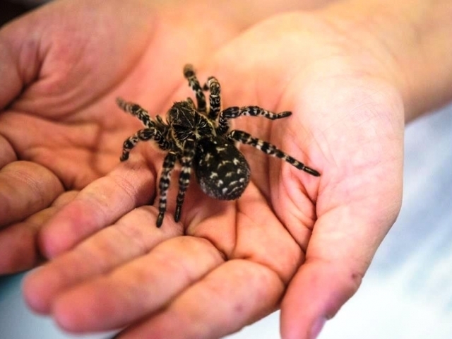 Největší pavouk Evropy je v Praze. Foto: Petr Hamerník, Zoo Praha