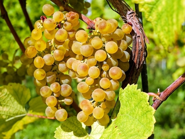 Vinobraní na vinici svaté Kláry, foto: Couleu