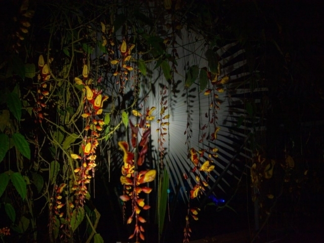 Džungle, která nespí, foto: Botanická zahrada Praha