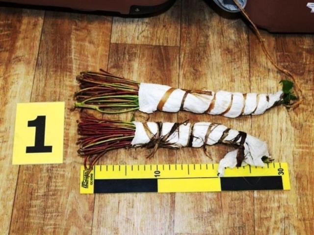 Ruzyňští celníci zachytili další zásilku rostlinné drogy, foto: Celní úřad Praha Ruzyně
