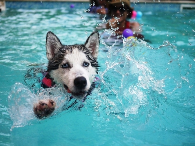 Nezapomeňte na kontrolu vody v bazénech, upozorňují PVK